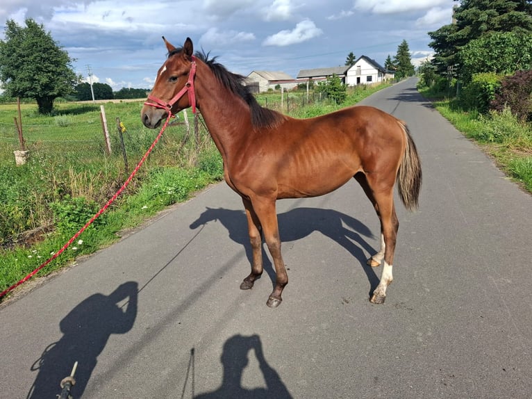 Caballo deportivo polaco Caballo castrado 1 año 155 cm Castaño claro in Janowo