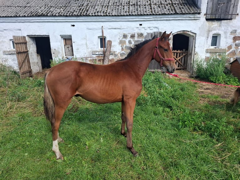 Caballo deportivo polaco Caballo castrado 1 año 155 cm Castaño claro in Janowo