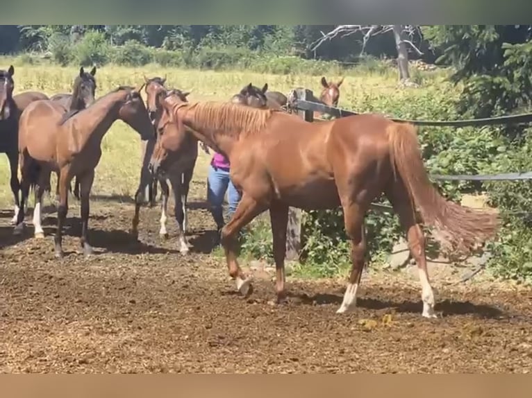 Caballo deportivo polaco Caballo castrado 20 años 163 cm Alazán in Herborn