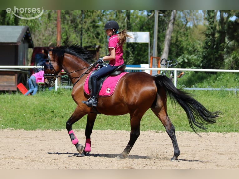 Caballo deportivo polaco Caballo castrado 27 años 168 cm Castaño in Modautal