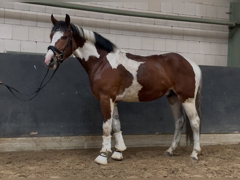 Caballo deportivo polaco Caballo castrado 3 años 160 cm Pío in Wolfsburg