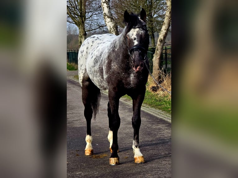 Caballo deportivo polaco Caballo castrado 3 años 164 cm Atigrado/Moteado in Someren