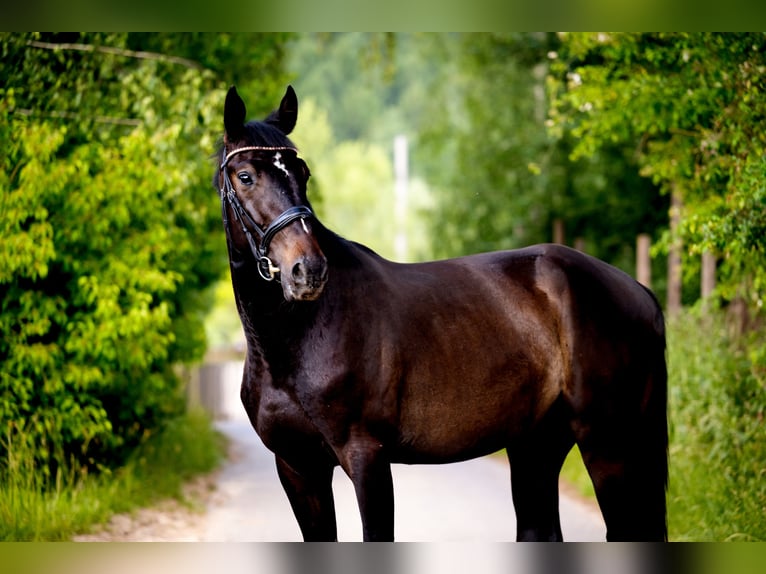 Caballo deportivo polaco Caballo castrado 3 años 165 cm Morcillo in Kraków