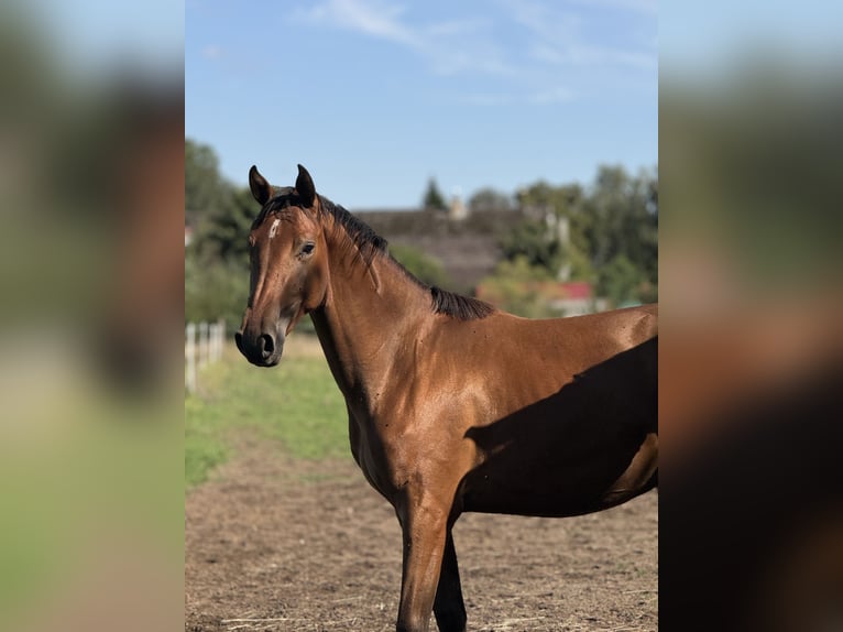 Caballo deportivo polaco Caballo castrado 3 años 167 cm Castaño in Drzonowo