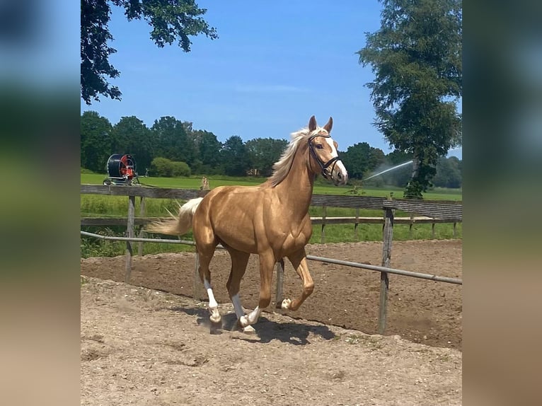 Caballo deportivo polaco Mestizo Caballo castrado 3 años 169 cm Palomino in Odiliapeel