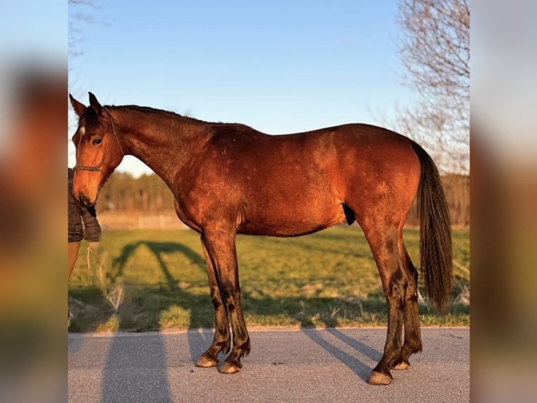 Caballo deportivo polaco Caballo castrado 3 años 170 cm Castaño in Orle