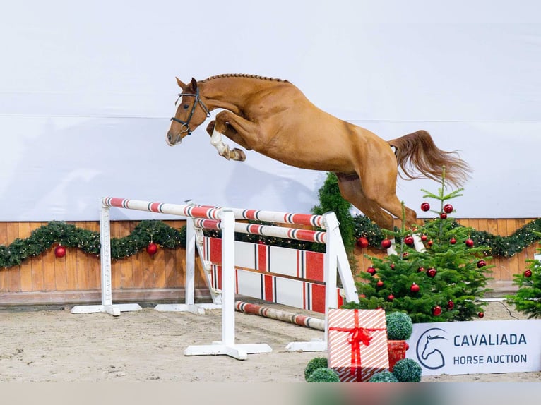 Caballo deportivo polaco Caballo castrado 3 años Alazán in Pozna&#x144;