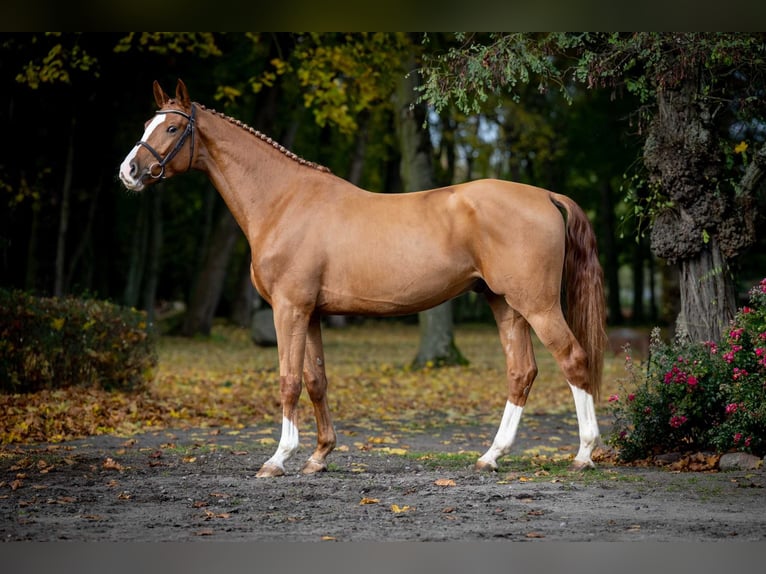 Caballo deportivo polaco Caballo castrado 3 años Alazán in Pozna&#x144;