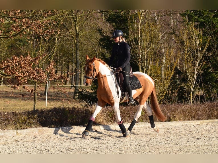 Caballo deportivo polaco Caballo castrado 4 años 159 cm Pío in Poznań
