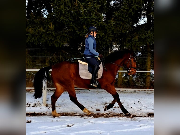Caballo deportivo polaco Caballo castrado 4 años 160 cm Castaño in Forst