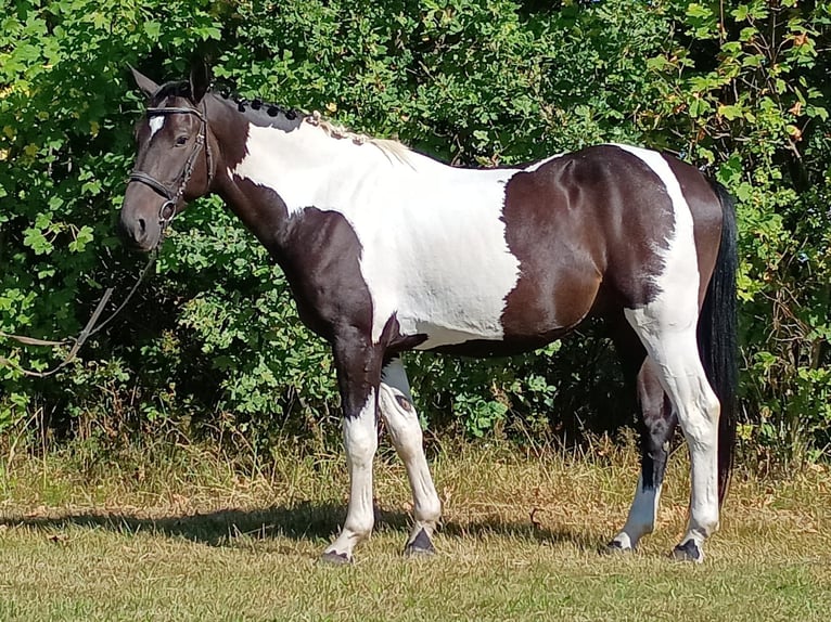 Caballo deportivo polaco Caballo castrado 4 años 160 cm Pío in LESZNO DOLNE