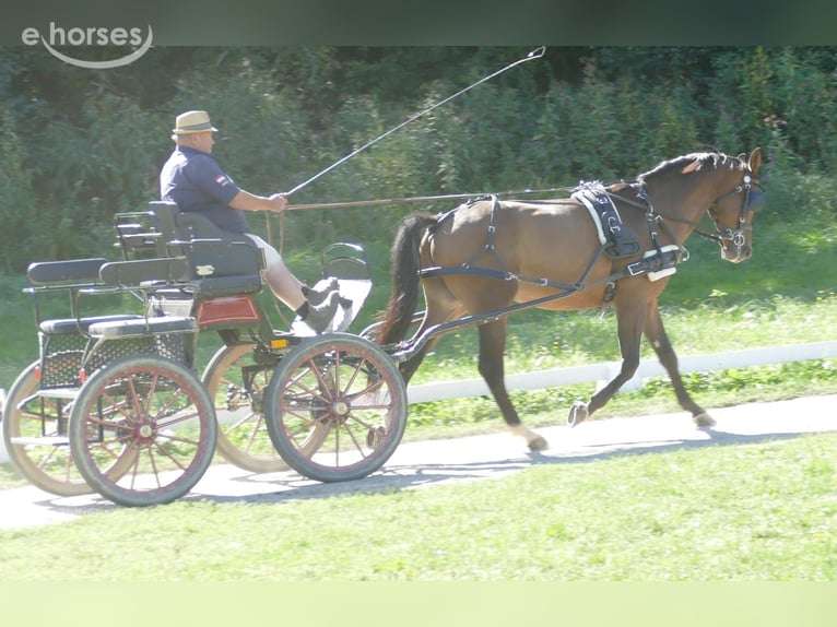 Caballo deportivo polaco Caballo castrado 4 años 162 cm Castaño in St. Marein bei Graz