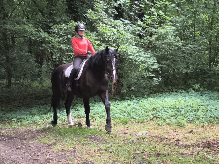 Caballo deportivo polaco Caballo castrado 4 años 166 cm Negro in Gorlitz