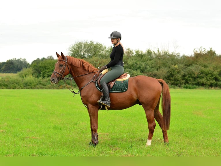 Caballo deportivo polaco Caballo castrado 4 años 167 cm Alazán in Siedleczek