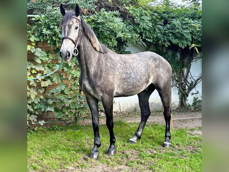 Caballo deportivo polaco Caballo castrado 4 años 167 cm Tordo rodado in Poznań