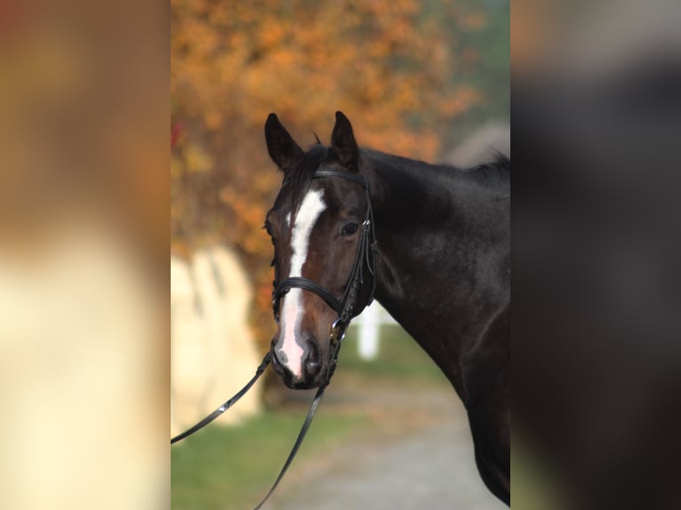 Caballo deportivo polaco Caballo castrado 4 años 169 cm Pío in Santok