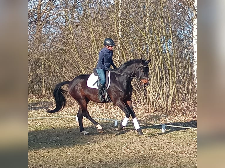 Caballo deportivo polaco Caballo castrado 4 años 170 cm Castaño in Leszno Dolne