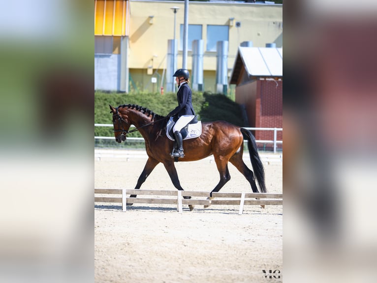 Caballo deportivo polaco Caballo castrado 4 años 170 cm Castaño rojizo in Leszno  Dolne