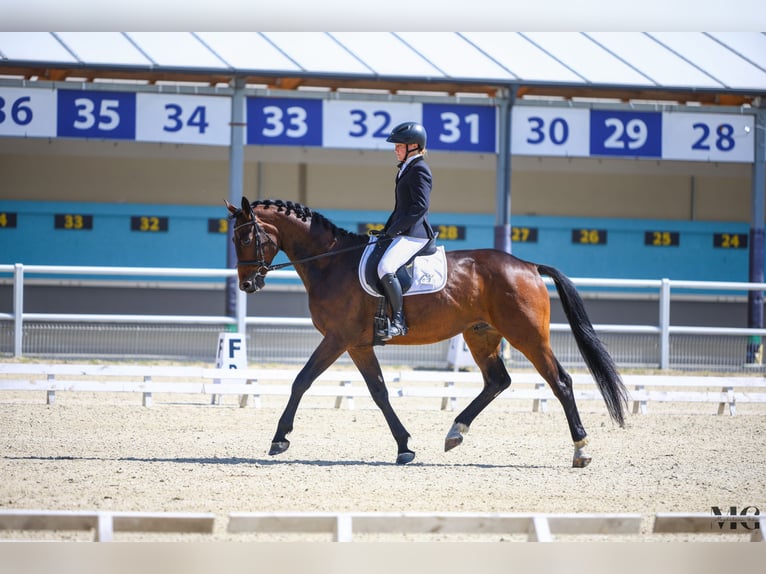 Caballo deportivo polaco Caballo castrado 4 años 170 cm Castaño rojizo in Leszno  Dolne