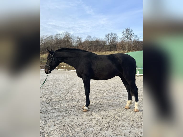 Caballo deportivo polaco Caballo castrado 4 años 171 cm Morcillo in Wałbrzych