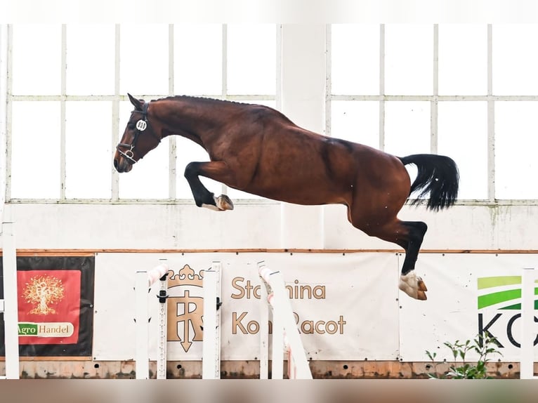 Caballo deportivo polaco Caballo castrado 4 años 172 cm Castaño in Bolesławiec