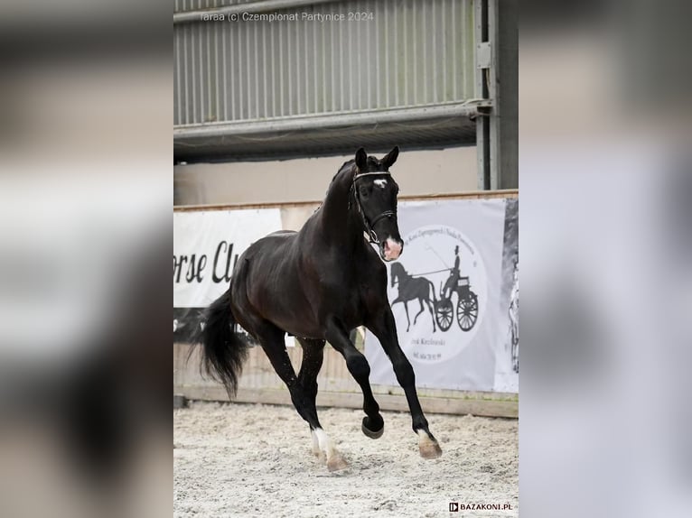 Caballo deportivo polaco Caballo castrado 4 años 174 cm Negro in Leszno Dolne