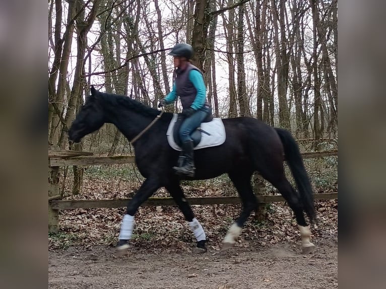 Caballo deportivo polaco Caballo castrado 4 años 174 cm Negro in Görlitz