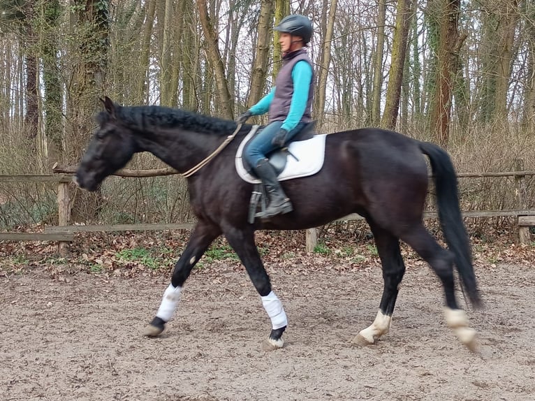 Caballo deportivo polaco Caballo castrado 4 años 174 cm Negro in Görlitz