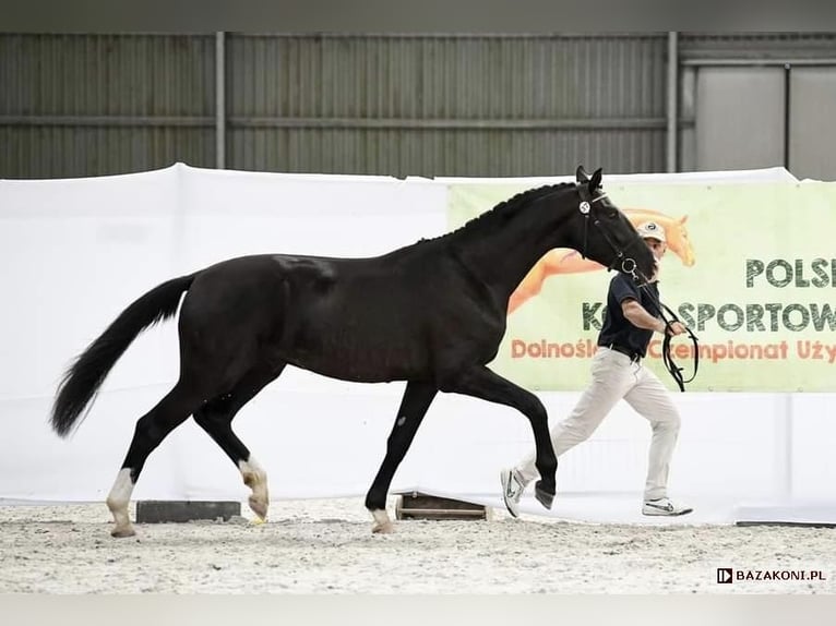 Caballo deportivo polaco Caballo castrado 4 años 174 cm Negro in Leszno Dolne