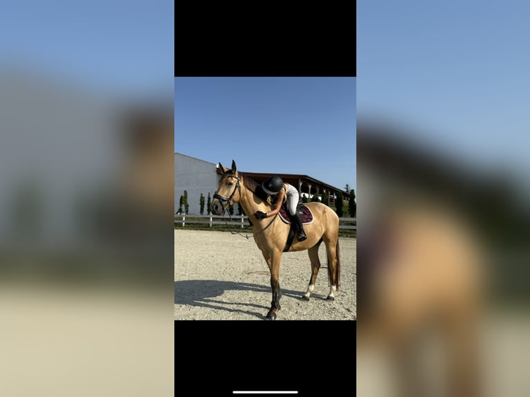 Caballo deportivo polaco Caballo castrado 4 años 178 cm Buckskin/Bayo in Wroc&#x142;aw