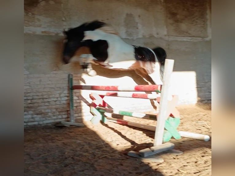 Caballo deportivo polaco Caballo castrado 5 años 160 cm Pío in LESZNO DOLNE