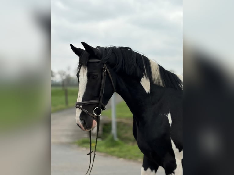 Caballo deportivo polaco Caballo castrado 5 años 162 cm Pío in Chojnów
