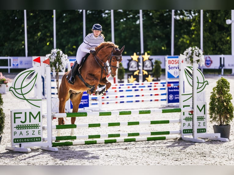 Caballo deportivo polaco Caballo castrado 5 años 164 cm Alazán in Witkówki