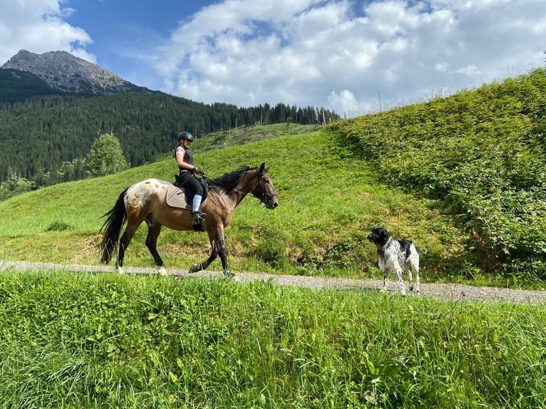 Caballo deportivo polaco Caballo castrado 5 años 165 cm Atigrado/Moteado in Häselgehr