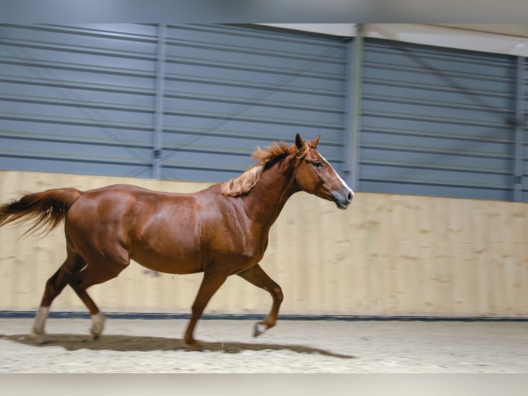 Caballo deportivo polaco Caballo castrado 5 años 168 cm Alazán in Raciborowice Górne