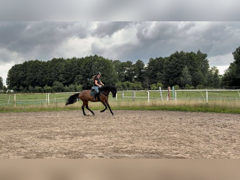 Caballo deportivo polaco Caballo castrado 5 años 168 cm Castaño oscuro in Skrzeszew