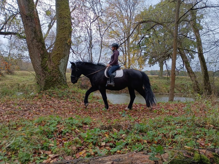 Caballo deportivo polaco Caballo castrado 5 años 168 cm Negro in LESZNO DOLNE