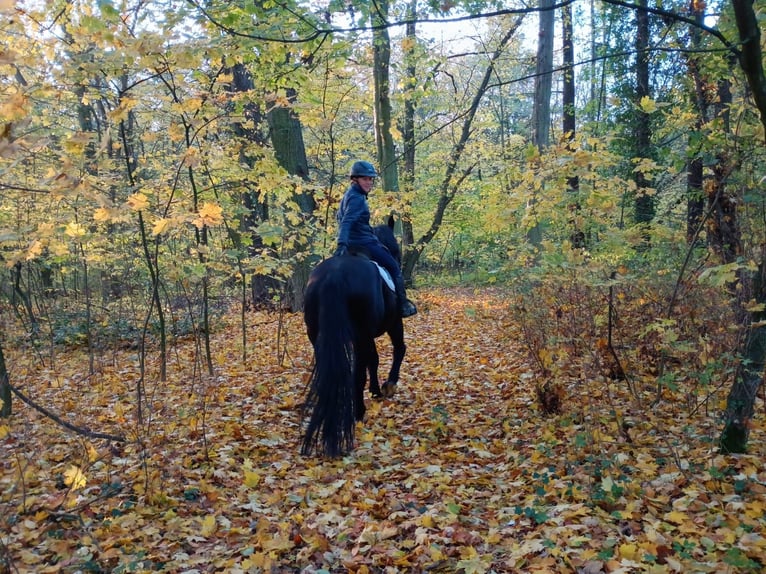 Caballo deportivo polaco Caballo castrado 5 años 168 cm Negro in LESZNO DOLNE