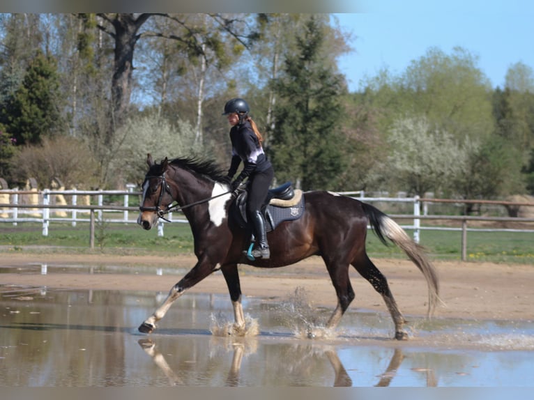 Caballo deportivo polaco Caballo castrado 5 años 170 cm Pío in Santok