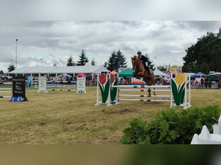 Caballo deportivo polaco Caballo castrado 5 años 172 cm Alazán in Żnin