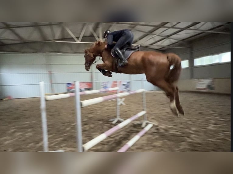 Caballo deportivo polaco Caballo castrado 5 años 172 cm Alazán in Żnin