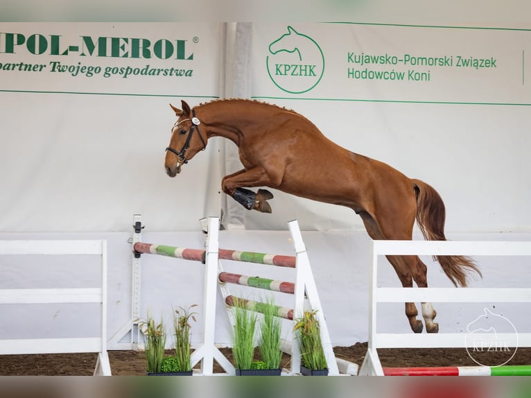 Caballo deportivo polaco Caballo castrado 5 años 172 cm Alazán in Żnin
