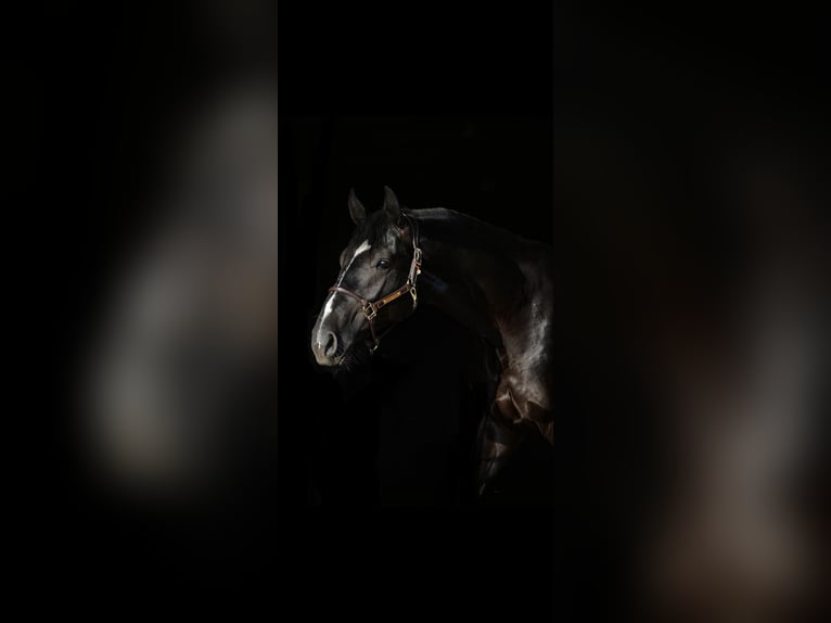 Caballo deportivo polaco Caballo castrado 5 años 172 cm Negro in Łęka Mroczeńska