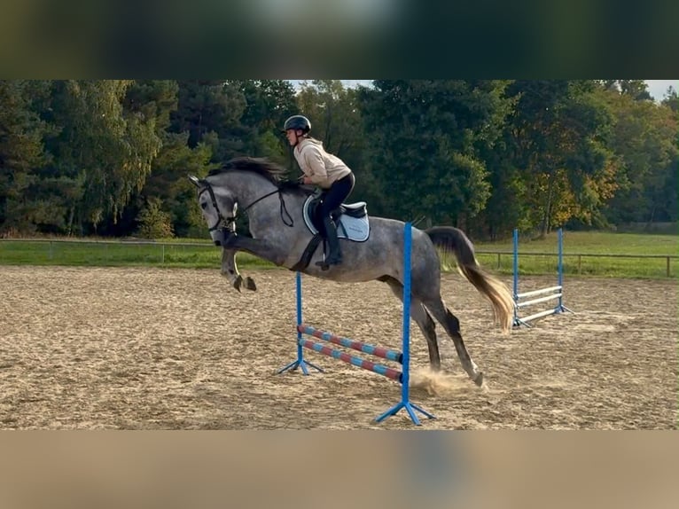 Caballo deportivo polaco Caballo castrado 5 años 174 cm Tordo rodado in Santok