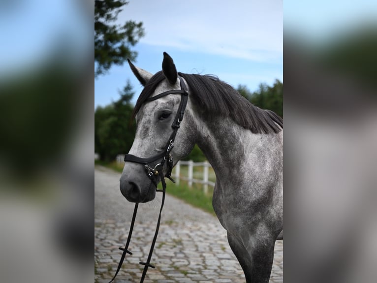 Caballo deportivo polaco Caballo castrado 5 años 174 cm Tordo rodado in Santok