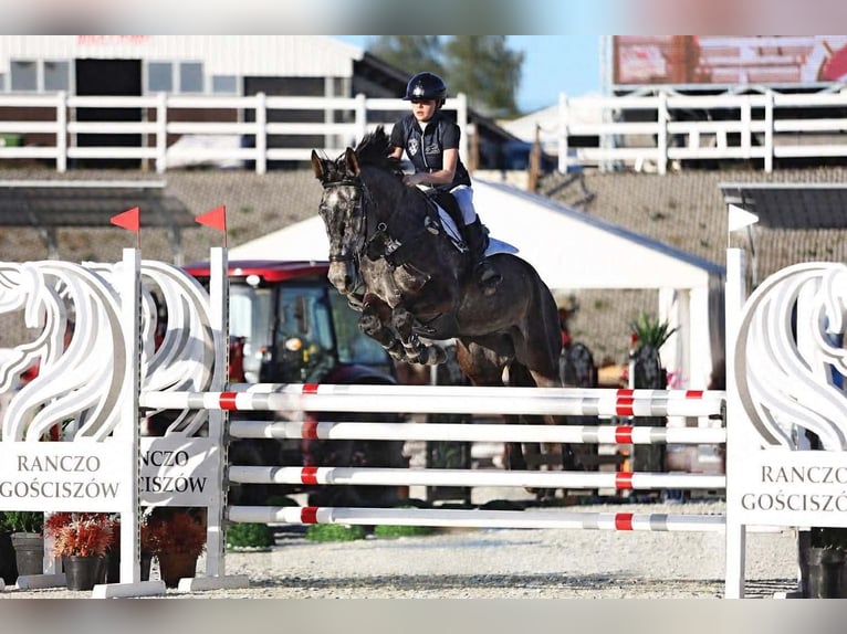 Caballo deportivo polaco Caballo castrado 5 años 175 cm Tordo in Lubin
