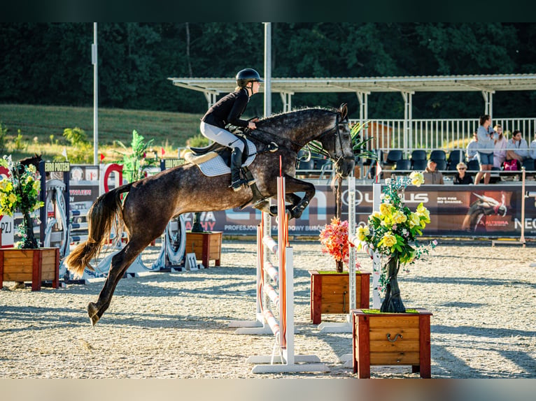 Caballo deportivo polaco Caballo castrado 5 años 175 cm Tordo in Lubin