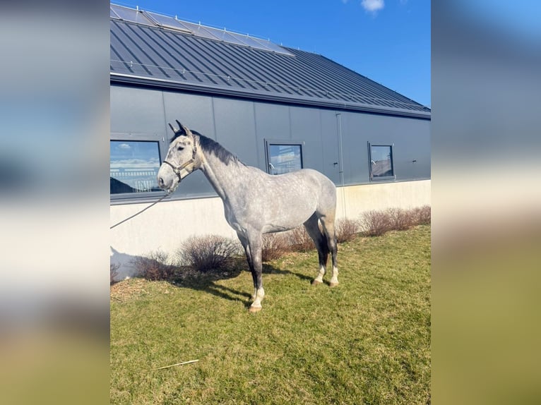 Caballo deportivo polaco Caballo castrado 5 años 180 cm Tordo in Zaręby