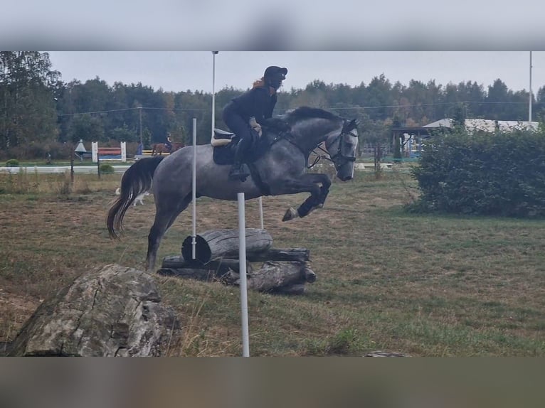 Caballo deportivo polaco Caballo castrado 5 años Tordo in Zaręby