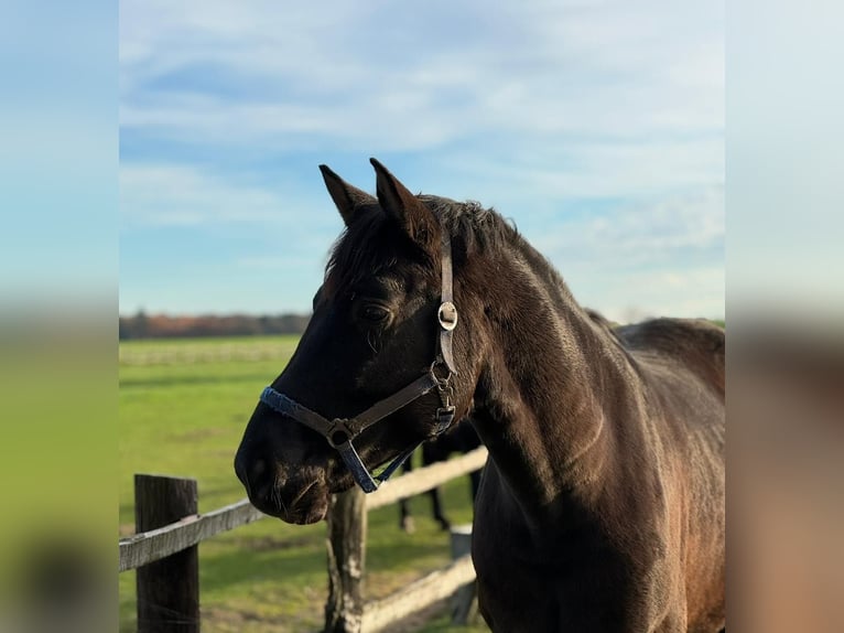 Caballo deportivo polaco Caballo castrado 6 años 160 cm Negro in Eggerm&#xFC;hlen OT Bockraden